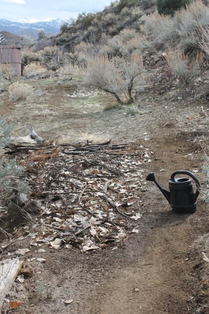 Kept watered for optimum germination.