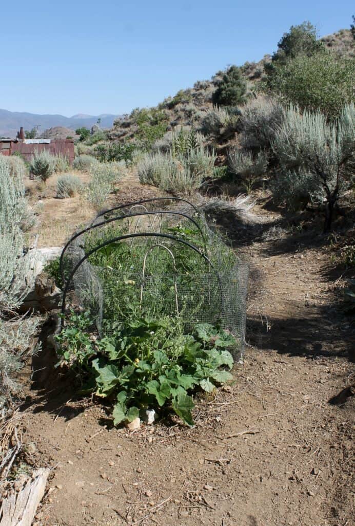Instant Garden in July