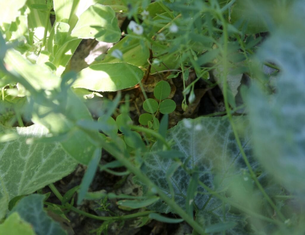 Amorpha fruticosa (False Indigo)