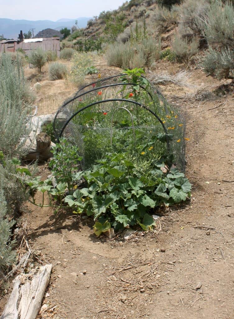Instant Garden as of July 13