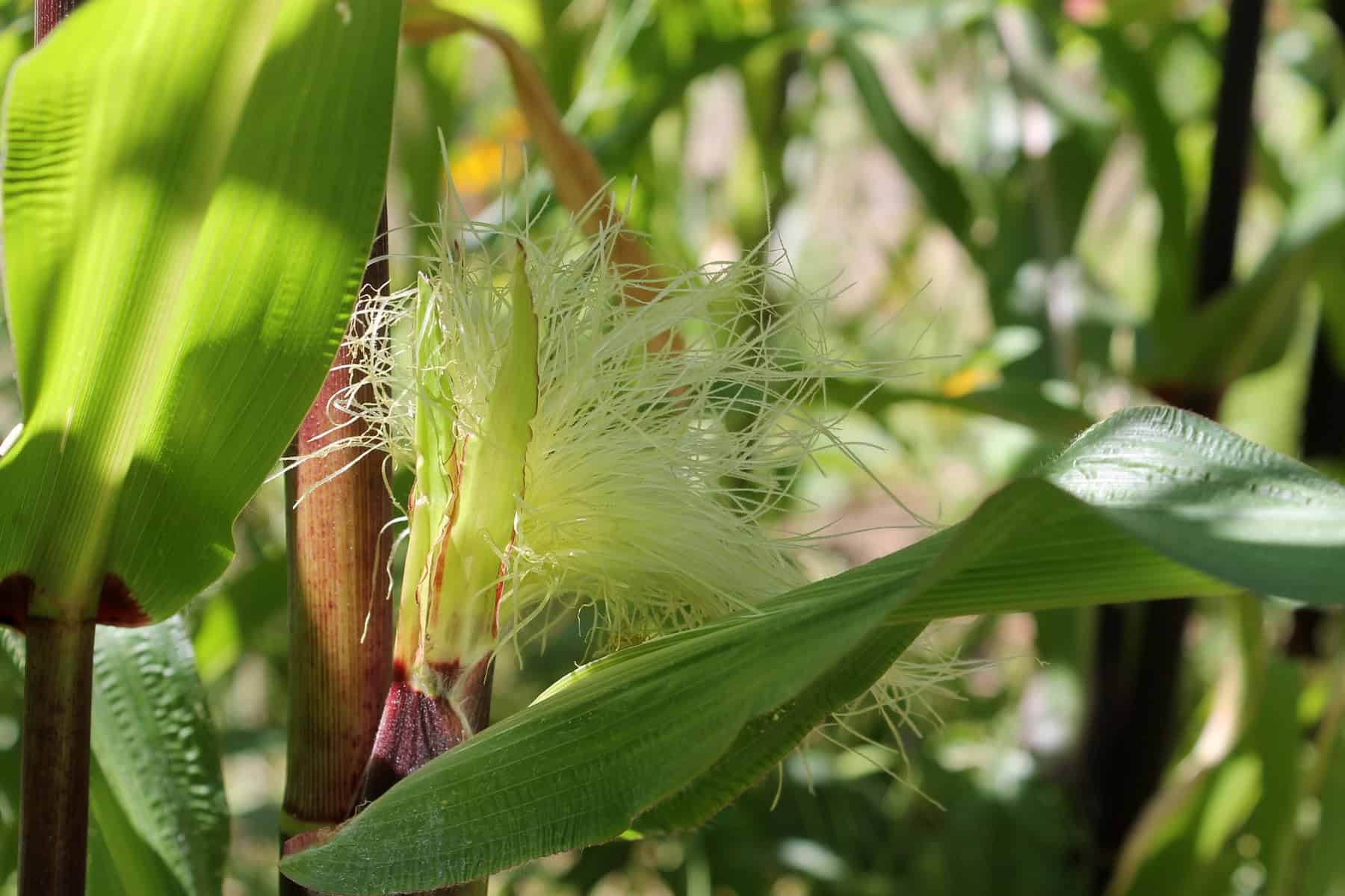 Grains grown on lentils and arbuscular mycorrhiza